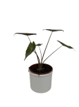 Alocasia longiloba Dragon's Tooth - M