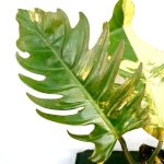 Philodendron Caramel Marble