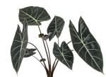 Alocasia longiloba Dragon's Tooth - zdjęcie poglądowe rośliny.