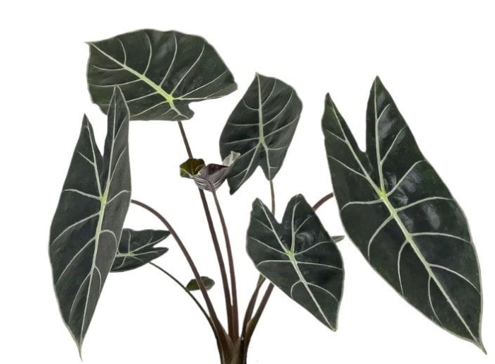 Alocasia longiloba Dragon's Tooth - zdjęcie poglądowe rośliny.