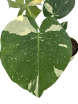 Monstera Thai Constellation - M