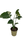 Monstera Thai Constellation - M