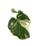 Monstera Thai Constellation - M