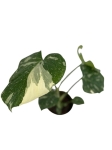 Monstera Thai Constellation - M