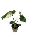 Monstera Thai Constellation - M