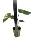 Monstera Thai Constellation - M