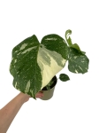 Monstera Thai Constellation - M