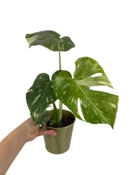 Monstera Thai Constellation - M
