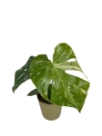 Monstera Thai Constellation - M