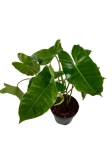 Philodendron Burle Marx - XL