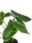 Philodendron Burle Marx - XL