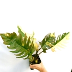 Philodendron Caramel Marble