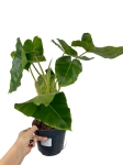 Philodendron Burle Marx - XL