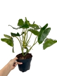 Philodendron Burle Marx - XL