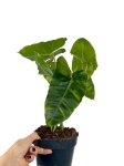 Philodendron Burle Marx - XL