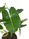 Philodendron Burle Marx - XL