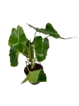 Philodendron Burle Marx - XL