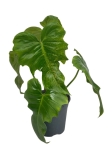 Philodendron Golden Dragon - M