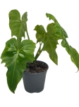 Philodendron Golden Dragon - M