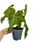 Philodendron Golden Dragon - M