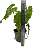 Philodendron Golden Dragon - M