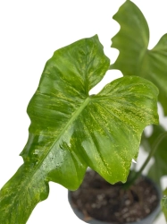 Philodendron Golden Dragon - M
