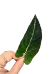 Syngonium rayii - cięty węzeł