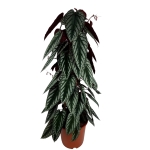 Cissus Discolor - XL