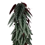 Cissus Discolor - XL