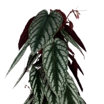 Cissus Discolor - XL