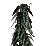 Cissus Discolor - XL