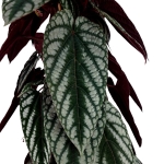 Cissus Discolor - XL