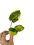 Philodendron burle marx variegata - cięty węzeł
