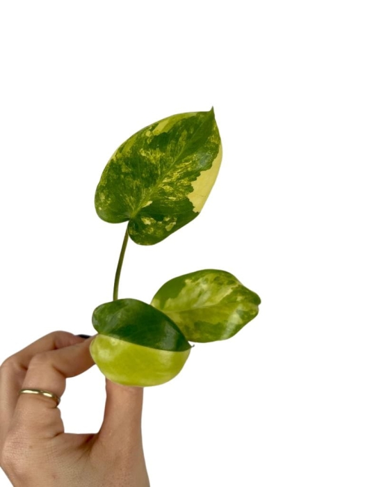 Philodendron burle marx variegata - cięty węzeł