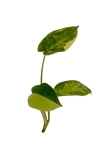 Philodendron burle marx variegata - cięty węzeł