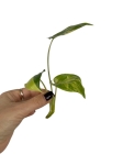Philodendron burle marx variegata - cięty węzeł