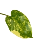 Philodendron burle marx variegata - cięty węzeł