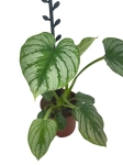 Philodendron mamei - L