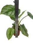 Philodendron mamei - L