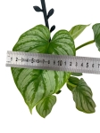 Philodendron mamei - L
