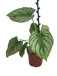 Philodendron mamei  silver- L