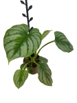 Philodendron mamei - L