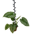 Philodendron mamei - L