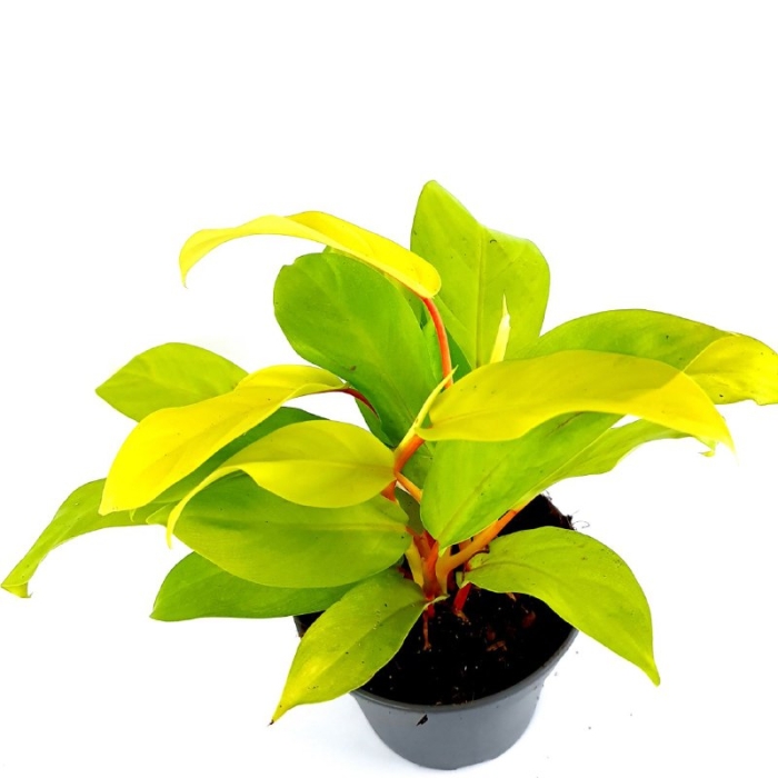 Philodendron Lemon Lime / Malay Gold