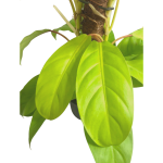Philodendron Lemon Lime / Malay Gold