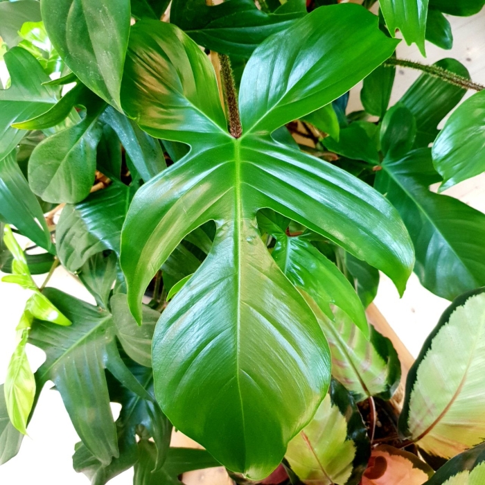 Philodendron squamiferum