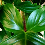 Philodendron squamiferum