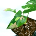Syngonium red spot tricolor