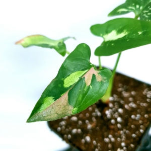 Syngonium red spot tricolor