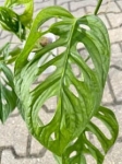 Monstera obliqua sumaco